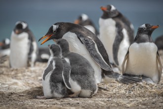 Gentoo penguin (Pygoscelis papua) with two chicks in a colony, Pebble Island, Falkland Islands,
