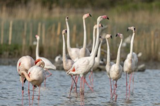 Greater Flamingos in courtship (Phoenicopterus roseus) in a swamp in spring. Saintes Maries de la