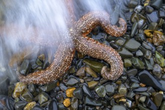 A starfish (Echinodermata spec.) on wet stones, surrounded by water, in a natural environment,