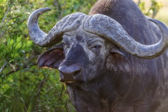 African buffalo with big horns in the bush