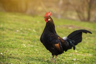 A cock grazing on green backyard grass