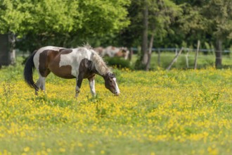 Horse in a green pasture filled with yellow buttercups. Bas-Rhin, Collectivite europeenne d'Alsace,