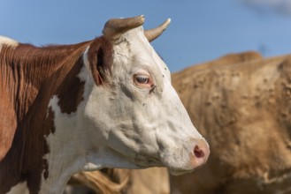 Montbeliarde cow portrait in a pasture in summer. Doubs, France, Europe