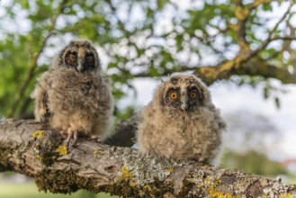 Long-eared Owl chicks (Asio otus) perched on a branch in an orchard in spring. Alsace, France,