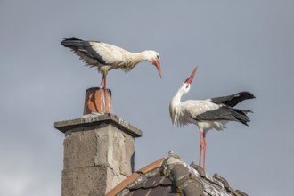 Couple of white stork (ciconia ciconia) in courtship display in late winter