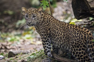Sri Lankan leopard cub, Panthera pardus kotiya