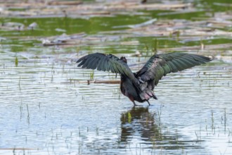 Glossy Ibis (Plegadis falcinellus) Wading Bird