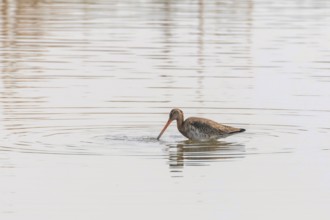 Black Tailed Godwit (Limosa limosa) Wader Bird Foraging
