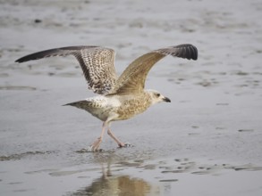 Seagull (Larinae) taking off for flight, Brouwersdam, province of South Holland, Netherlands