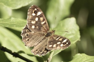 Butterfly basks on green leaves