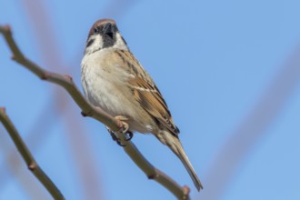 Tree Sparrow on branch (Passer montanus) Close Up