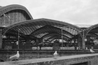 Pigeons at Cologne Central Station, black and white, Cologne, Germany, Europe