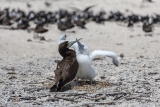 Breeding terns, Great Barrier Reef, Michaelmas Cay National Park, in the north-east of the