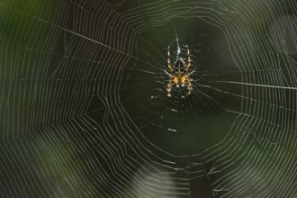 European garden spider (Araneus diadematus), in its web in the sunshine, Saxony, Germany, Europe