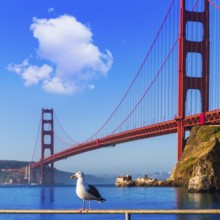San Francisco Golden Gate Bridge seagull California USA