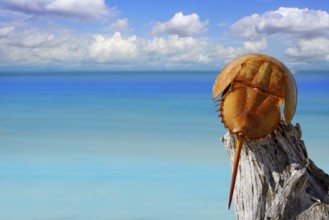 Cacerola de mar Limulus polyphemus horseshoe crab in Mexico