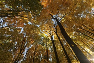 Nature, autumnal forest, view from below into the tree tops, Province of Quebec, Canada, North