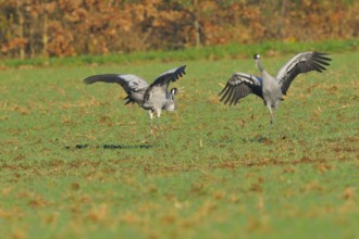 Common Crane, Grus grus, grey crane, Europe, europe, animals, bird, birds, crane, crane