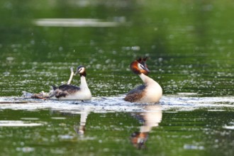 Pairing of the Great crested grebe. Great crested grebe mating