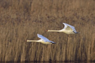 Mute Swans in flight, Mute Swan in flight