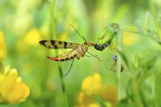 Common scorpionfly (Panorpa communis), common scorpionfly (Panorpa communis) Panorpa