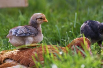 Chicken with little hatchling on a farm