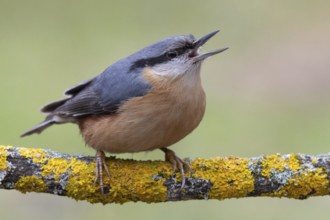 Nuthatch (Sitta europaea) calling on a lichen-covered branch, protected forest forest, Black