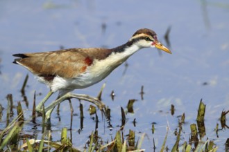Red-fronted Jacana jacana, Argentina, South America
