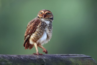 Burrowing Owl, Athene cunicularia, Argentina, South America