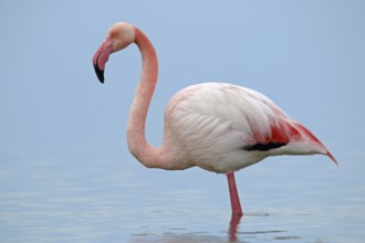 Pink flamingo, Phoenicopterus roseus