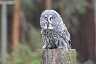 Great horned owl on tree trunk