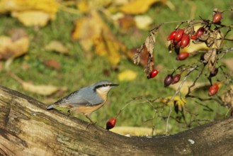 Nuthatch standing on a tree trunk with red rose hips, looking right