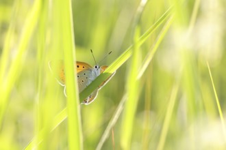 Butterfly on a spring meadow in the sunshine