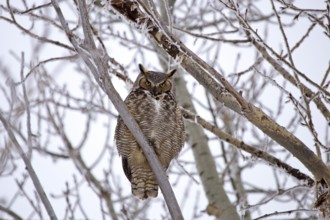 Great Horned Owl in Tree Saskatchewan Canada