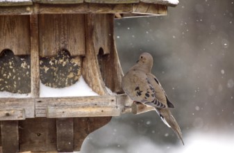 Mourning Dove in Winter at Bird Feeder snowy winter Canada