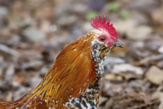 Color profile image of a beautiful rooster