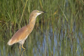 Squacco heron, heron, animals, birds, biotope, foraging, (Ardeola ralloides), Lesbos, Greece,