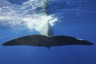 Sperm whale fluke, Physeter macrocephalus, Caribbean, Dominica, Central America