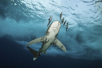 Oceanic whitetip shark, Carcharhinus longimanus, Brother Islands, Red Sea, Egypt, Africa