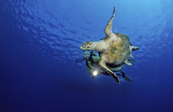 Swimming hawksbill turtle and diver, Eretmochelys imbricata, Egypt, Zabargad, Zabarghad, Red Sea,