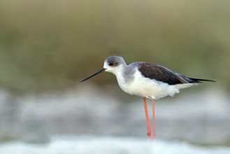 Stilt, (Himantopus himantopus), animals, birds, avocet family, biotope, habitat, Raysut, Salalah,