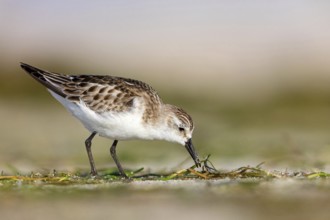 Little Stint, (Calidris minuta), foraging in the Shannah biotope, Barr Al Hikman, Ash Sharqiyah