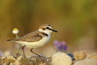 Animals, birds, plover, Kentish plover, (Charadrius alexandrinus), biotope, habitat, foraging,
