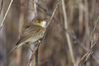 Reed Warbler, subspecies scirpaceus, (Acrocephalus scirpaceus scirpaceus), (Acrocephalus