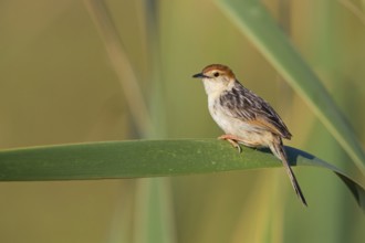 Vley's Cisticola, (Cisticola tinniens), biotope, habitat, perch, False Bay Nature Reserve Stran,