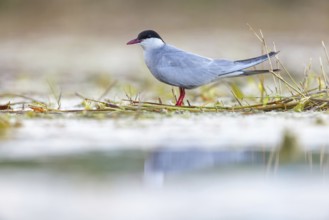 White-bearded Tern, White-bearded Tern, (Chlidonias hybridus), (Chlidonias hybrida), family of