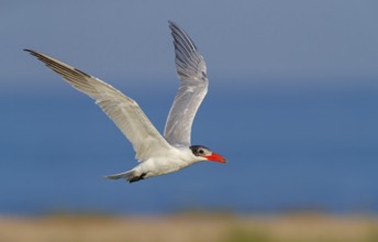 Caspian Tern, (Sterna caspia), family of plovers, flight photo, biotope, foraging, Raysut, Salalah,