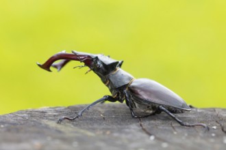 Stag beetle, (Lucanus cervus), animals, insects, beetle, male Neuhofen, garden,