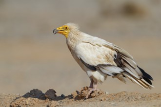 Egyptian Vulture, Neophron percnopterus, Vautour percnoptère, Percnoptère d'Égypte, Alimoche Común