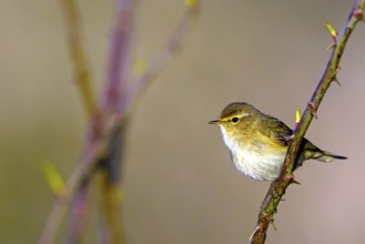 Chiffchaff, (Phylloscopus collybita), (Phylloscopus collybitus), willow warbler, songbird, perch,